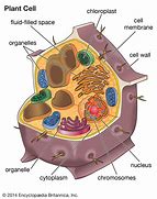 Image result for Parts of a Cell Diving