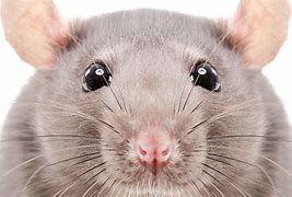 Image result for Goofy Dumbo Rat