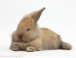 Image result for Baby Brown Rabbit