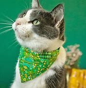 Image result for Cat with Bandana Drawing Base