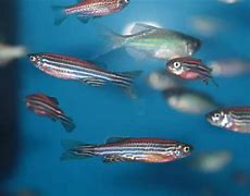 Image result for Fish Ulcer Danio