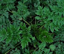 Image result for Hemlock Pics