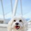 Image result for White Puffy Doggo