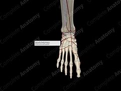 Image result for Dorsal Pedal Artery Anatomy