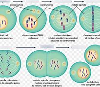 Image result for Mitosis Chromosomes