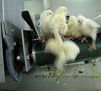 Image result for Chick Culling