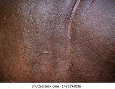 Image result for Hippo Skin Thickness