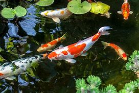 Image result for Breeds of Koi