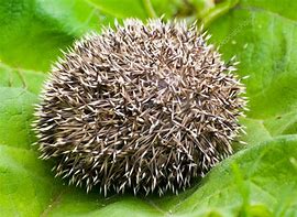 Image result for Hedgehog Ball