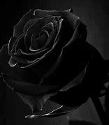 Image result for Black Rose Pic