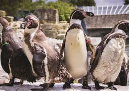 Image result for Marwell Zoo