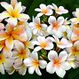 Image result for 10 Most Beautiful Flowers