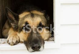 Image result for Sad German Shepherd