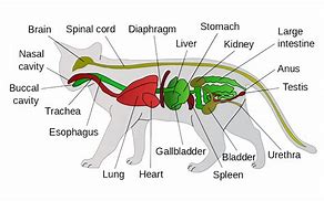 Image result for Cat Digestive Tract