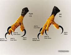 Image result for Sharp Talons