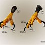 Image result for Shoulder Talons