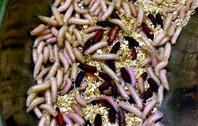 Image result for Rats and Maggots