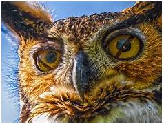 Image result for Owl Eyes Images