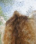 Image result for Muskrat Pelt