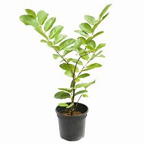 Image result for Sedum Guajava