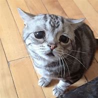 Image result for Sad Cat Crazy