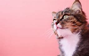 Image result for Cat with Pink Background