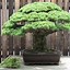 Image result for Pine Tree Forest Bonsai