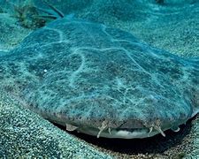 Image result for Anvil Shark