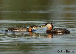 Image result for Female Grebe