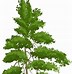 Image result for Family Tree with Leaves