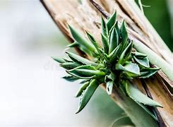 Image result for Mini Aloe Vera Plant