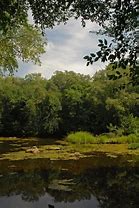 Image result for White Pines Nature Preserve