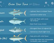 Image result for Tuna Breeds