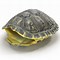 Image result for Turtle Shell STL