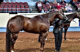 Image result for Brown Quarter Horse Stallion