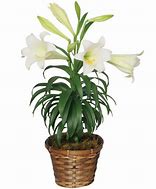 Image result for Wild Easter Lily