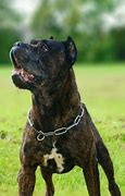 Image result for Muscular Dog