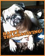 Image result for Thanksgiving Puglie Pug