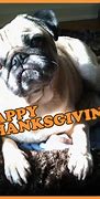 Image result for Thanksgiving Pug