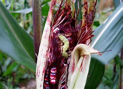 Image result for Corn Pests