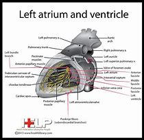 Image result for Left Atrium Anatomy