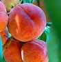 Image result for Peach Picking in New Mexico