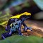 Image result for Most Poisonous Poison Dart Frog