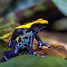 Image result for Poison Dart Frog Animal