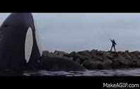 Image result for Free Willy Jumping