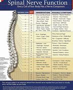 Image result for Pin Nerve Function