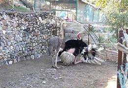 Image result for Ostrichmating