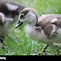 Image result for Geese Nest