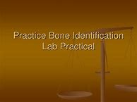 Image result for Bone Identification Lab Examples