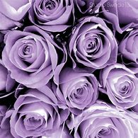 Image result for Purple Rose Variety